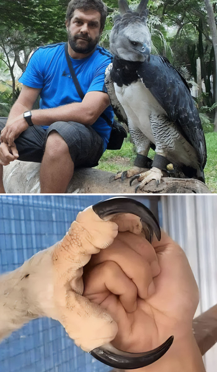 A man sits beside a cool and unique Harpy Eagle. Its massive talon is shown wrapped around a human hand.