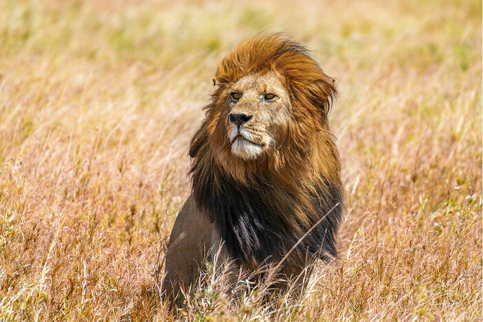A majestic lion with a full mane sits in tall, dry grass, embodying a cool and unique animal.