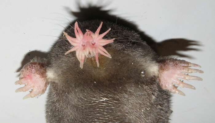 Close-up of a star-nosed mole with its unique pink, star-shaped nose and webbed feet, one of the cool unique animals.