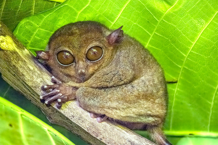 A furry, brown tarsier with large eyes clinging to a branch. Unique animals from around the world.