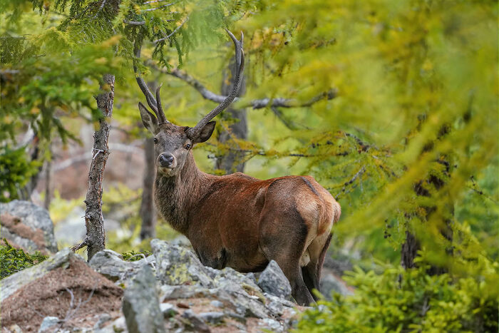 A red deer stag with antlers stands among green trees and rocks, representing unique animals.