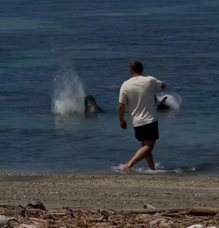 Entitled Tourist Yells "I'm Rich" After Throwing Rock At Beloved Seal, Local Gives Him Instant Karma