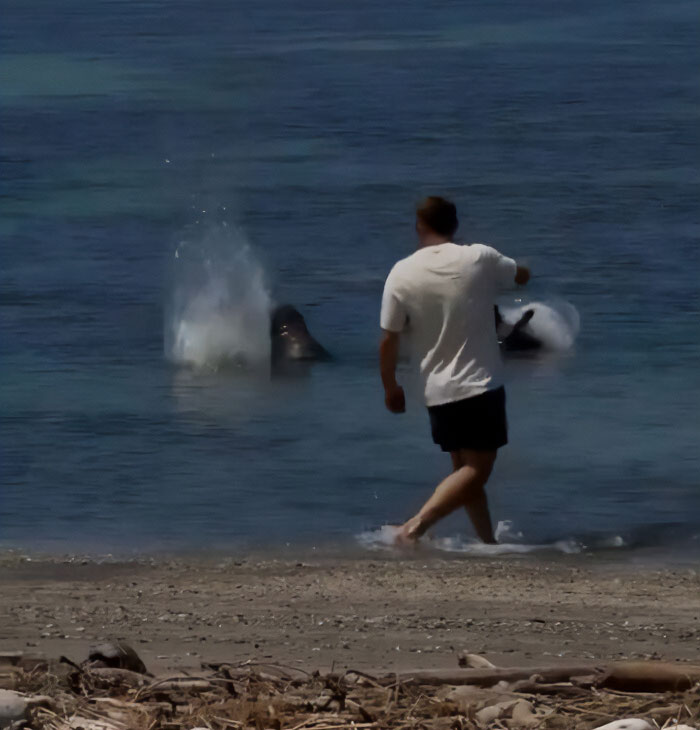 Turista intitulado que jogou uma pedra na amada foca havaiana antes de gritar 'Sou rico' é oficialmente acusado