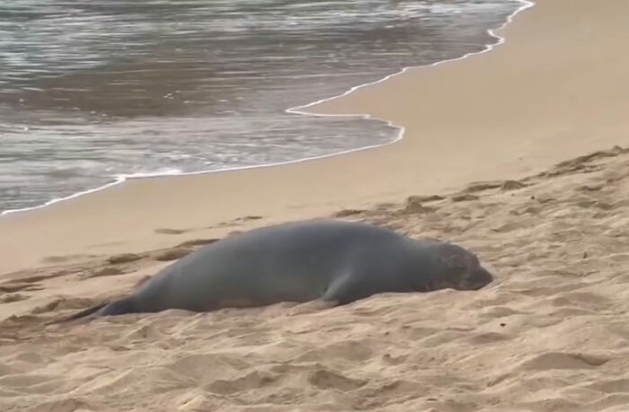 Entitled Tourist Yells "I'm Rich" After Throwing Rock At Beloved Seal, Local Gives Him Instant Karma