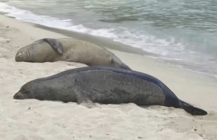 Entitled Tourist Yells "I'm Rich" After Throwing Rock At Beloved Seal, Local Gives Him Instant Karma