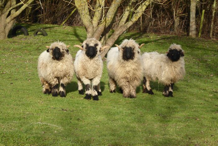 Four Valais Blacknose sheep, with shaggy wool and black faces, stand on green grass. Cool and unique animals.