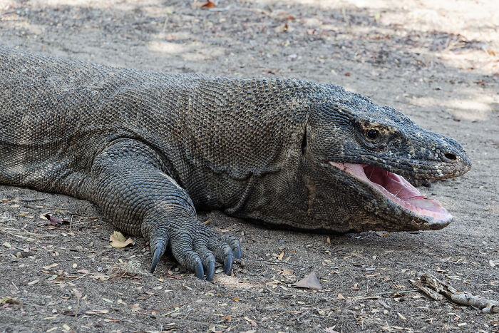 A large Komodo dragon, a unique animal, lying on the ground with its mouth open, showcasing cool scales.