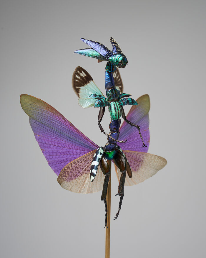 Here Are 18 Surreal Bug Fairies Made From Dead Insects Made By This Amsterdam-Based Artist