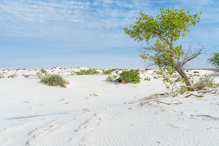 White sand desert with green bushes under blue sky stunning nature views