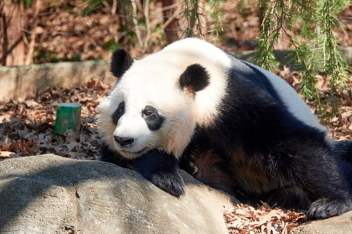 A relaxed panda, one of many unique animals, resting on a rock with fallen leaves and evergreen branches nearby.