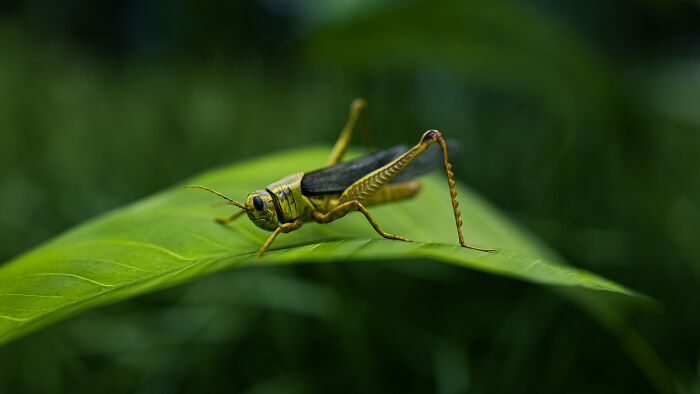 Close-up of a grasshopper on leaf symbolizing environmental challenges