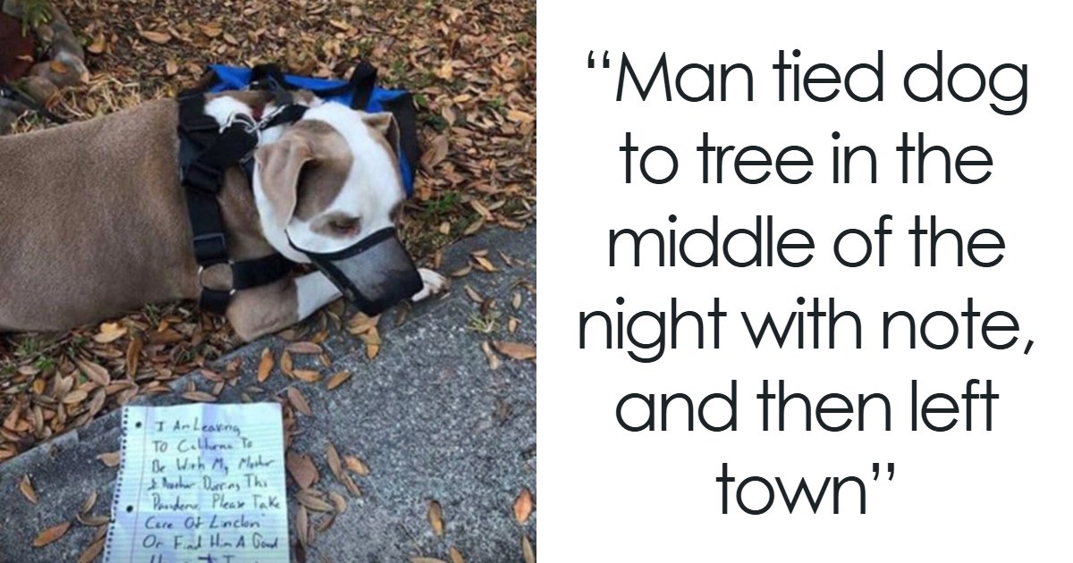 28 Emotional Animal Rescue Stories Shared By This Page That Might Restore Your Faith In Humanity