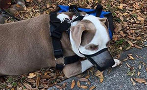 28 Emotional Animal Rescue Stories Shared By This Page That Might Restore Your Faith In Humanity