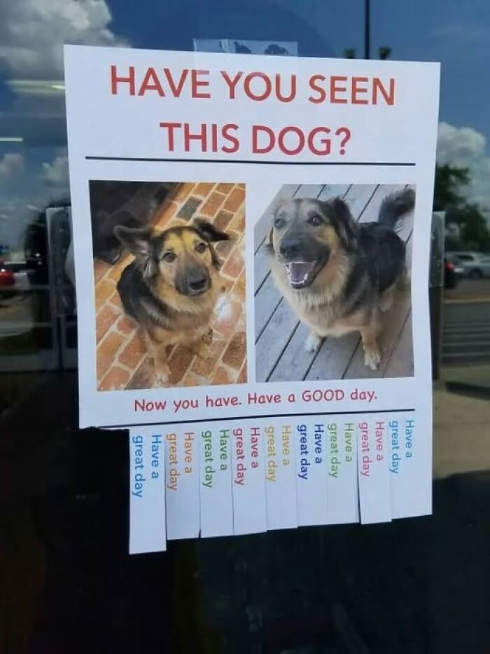 Humorous lost dog poster that says now you have seen this dog