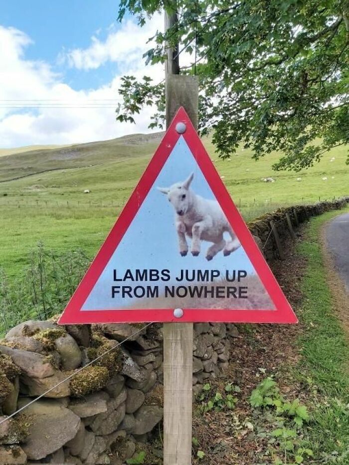 Quirky road sign warning lambs jump up from nowhere