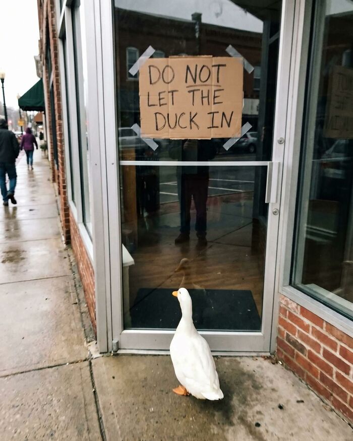 Duck looking at door with cardboard sign saying do not let the duck in