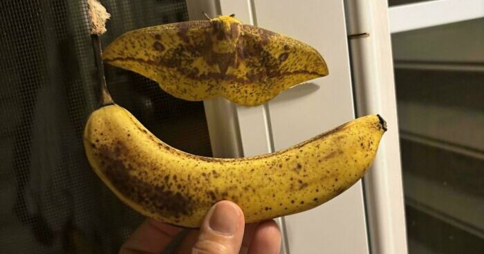 71 Satisfying Photos Of Accidental Color Matches That May Lower Your Cortisol Levels