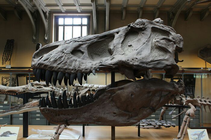 Giant Dinosaur Skeleton Found In Thailand, The Nagatitan, May Be The Largest Dinosaur Of The Region