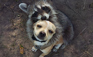 47 Cute And Hilarious Raccoon Pics That Might Steal Your Heart