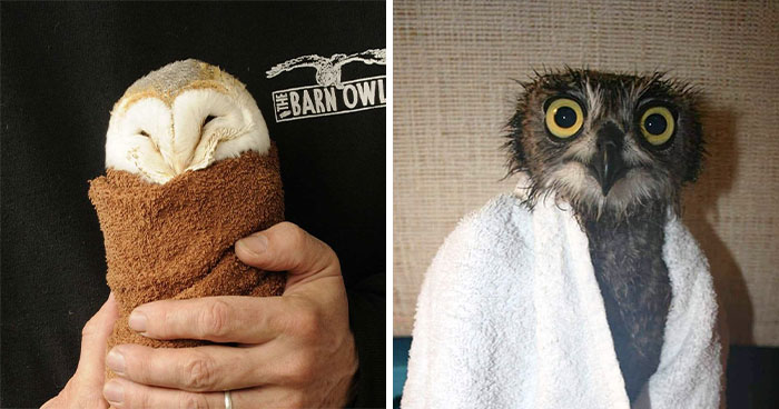 35 Times Owls Were Swaddled For Medical Care, Which Made Them Look Hilariously Unamused (New Pics)