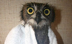 35 New Pics Of Owls Being Annoyed By Vets Swaddling Them In Towels 