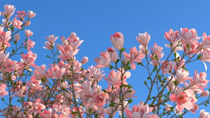Pale pink magnolia blossoms against a clear blue sky, a beautiful sight among scientific facts and crows holding grudges.
