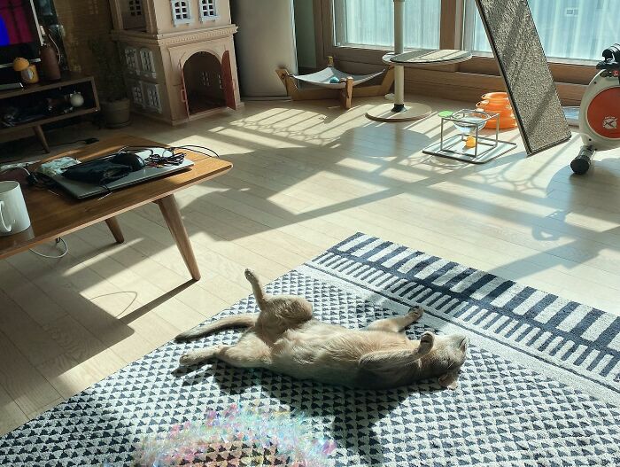 Cat sunbathing on patterned rug in bright living room sunlight