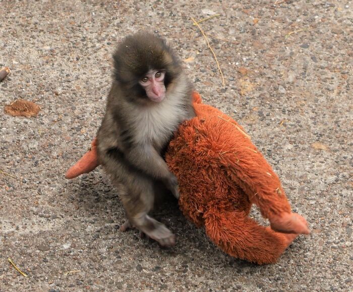 Macaco japonês segurando um grande brinquedo de pelúcia em um recinto de macacos
