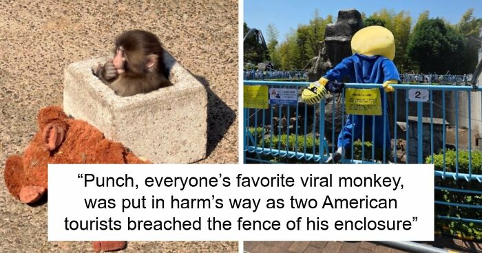 American Tourists Put Behind Bars For Entering Punch The Monkey’s Enclosure Wearing Emoji Costumes
