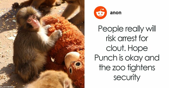 American Tourists Put Behind Bars For Entering Punch The Monkey’s Enclosure Wearing Emoji Costumes