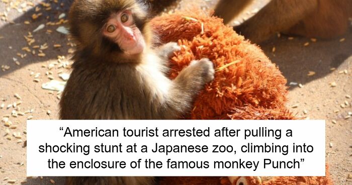 American Tourists Put Behind Bars For Entering Punch The Monkey’s Enclosure Wearing Emoji Costumes