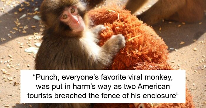 American Tourists Put Behind Bars For Entering Punch The Monkey’s Enclosure Wearing Emoji Costumes