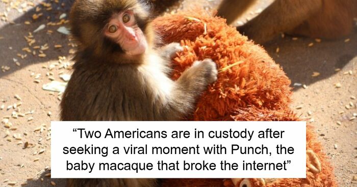 American Tourists Put Behind Bars For Entering Punch The Monkey’s Enclosure Wearing Emoji Costumes