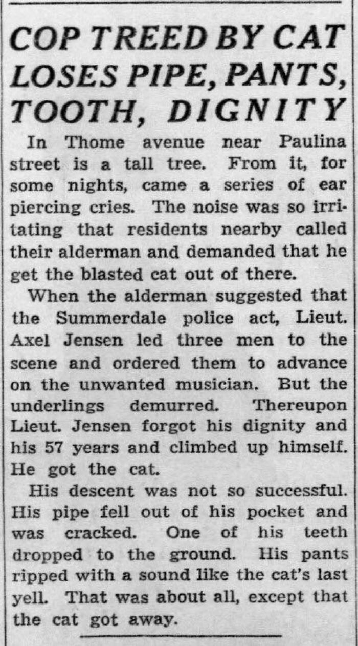 Cop treed by cat loses pipe, pants, tooth, and dignity in humorous police incident