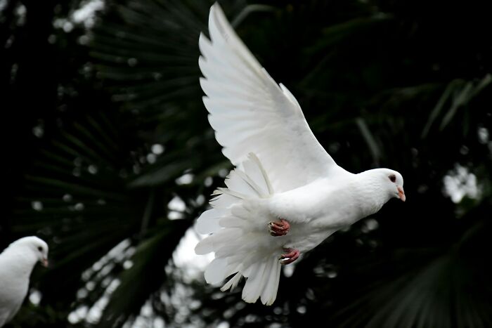 White dove flying against dark background at wedding event