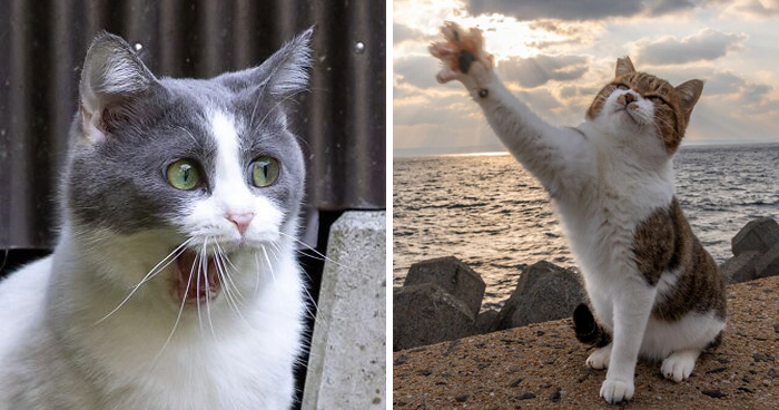 Japanese Street Cats Are Back With 50 New Photos Full Of Chaos And Charm