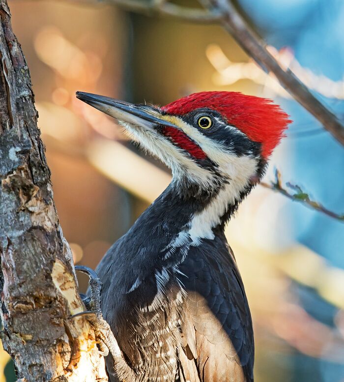 Pileated woodpecker perched on tree with red crest