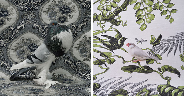 21 Elegant Bird Portraits From A Fantastical Fine Art Photography Series By Claire Rosen