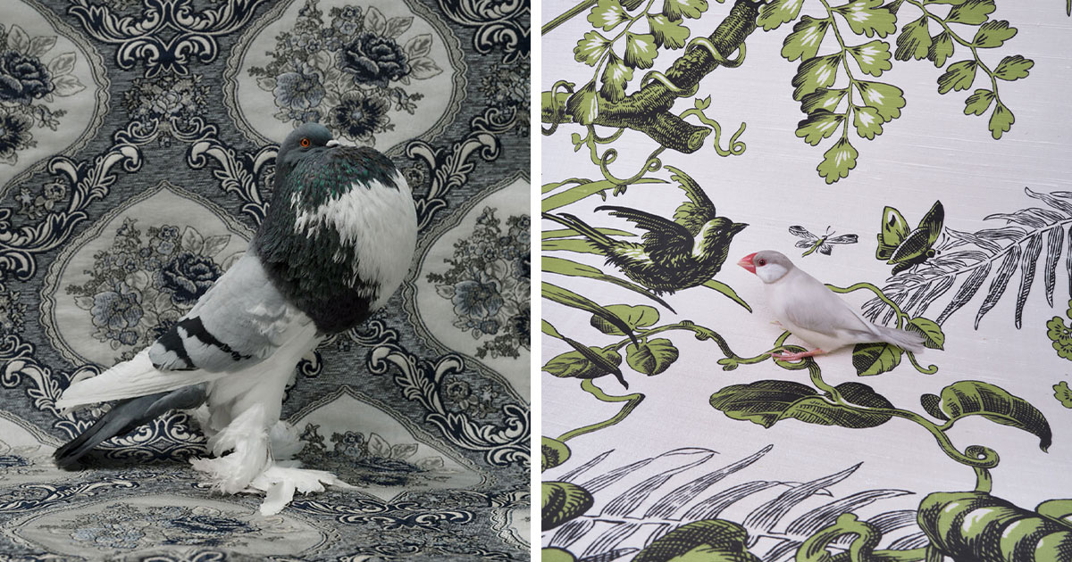 21 Elegant Bird Portraits From A Fantastical Fine Art Photography Series By Claire Rosen