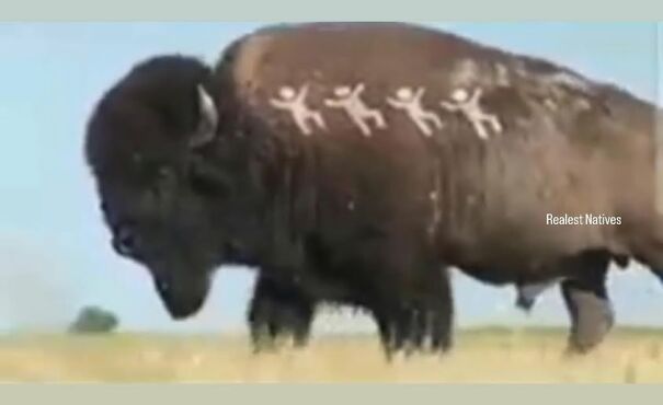 bison-tourist-count-6a035fa793381.jpg