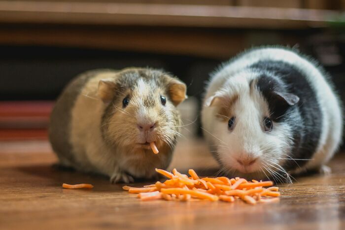 Two guinea pigs eating shredded carrots indoors random facts