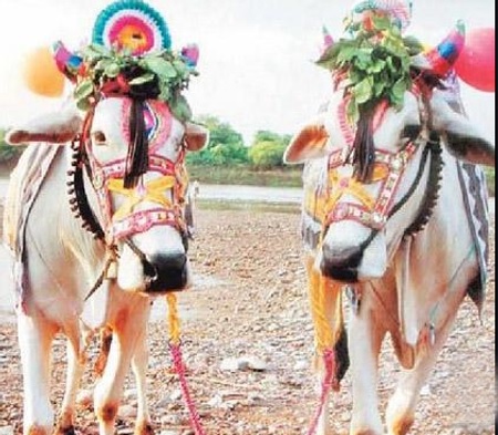 bullpuja-1.jpg