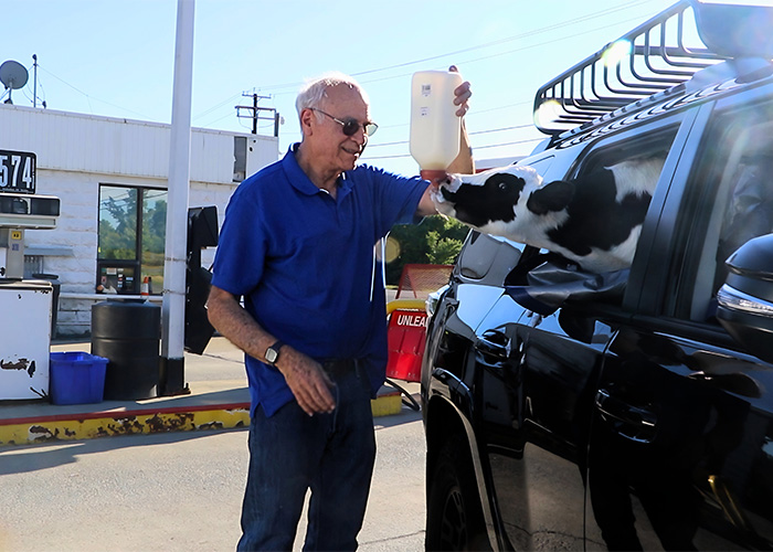 Man bottle feeding calf through car window during Vermont rescue