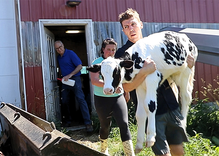 Man carrying calf outside barn with farm workers nearby