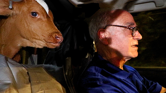 Calf sitting next to man driving car on dairy farm rescue trip