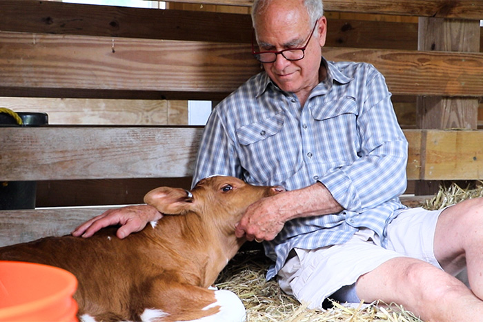 Vermont farmer gently bonding with rescued calf in barn straw