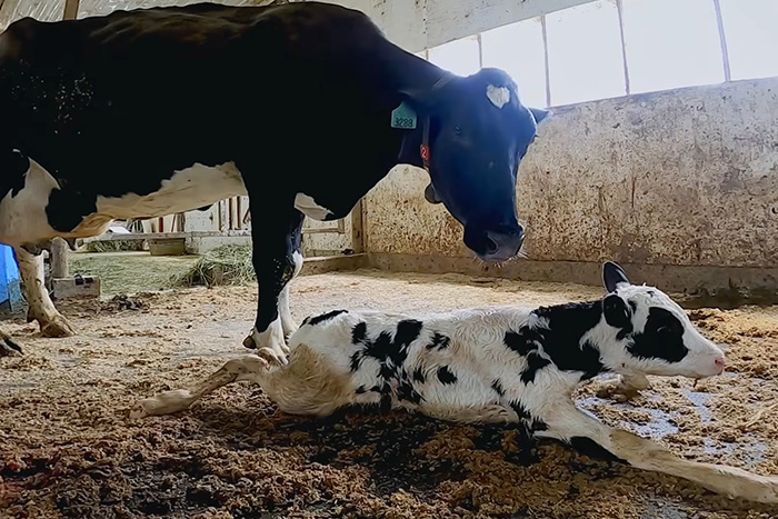 Calf laying next to mother cow inside barn on Vermont farm