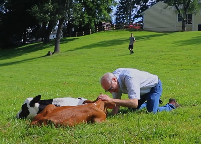 Man kneeling on grass petting calves on Vermont farmland