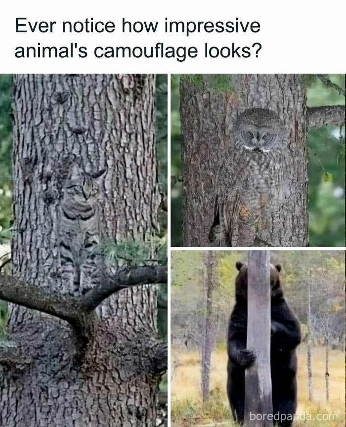 Collage showing animals camouflaged against tree bark outdoors