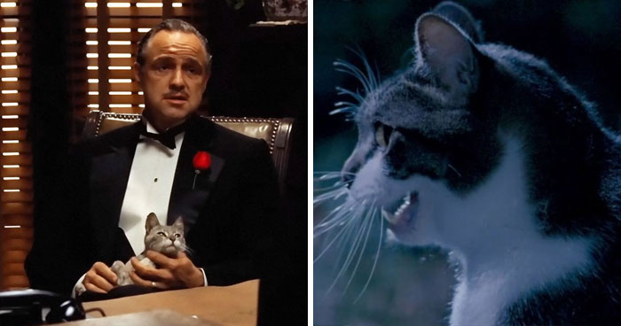 83 Unexpected Cat Cameos In Movies You Probably Missed The First Time